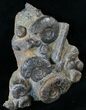 Plate of Devonian Ammonites From Morocco - #14280-2